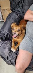 Reunited Female Dog last seen Near Kennwood Ter, Port Charlotte, FL 33948