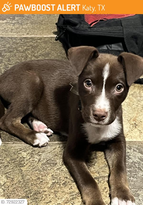Found/Stray Male Dog last seen Taylor High school, Katy, TX 77450