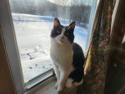 Lost Female Cat last seen ch. du Lac Gale, Bromont, QC J2L 2S5