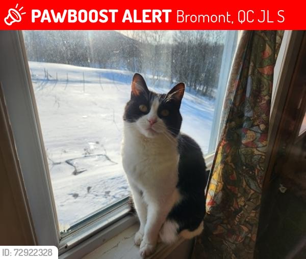 Lost Female Cat last seen ch. du Lac Gale, Bromont, QC J2L 2S5