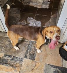 Reunited Unknown Dog last seen Jodeco, McDonough, GA 30253