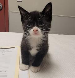 Shelter Stray Male Cat last seen Near 80th Avenue, OAKLAND, CA, 94621, Oakland, CA 94621