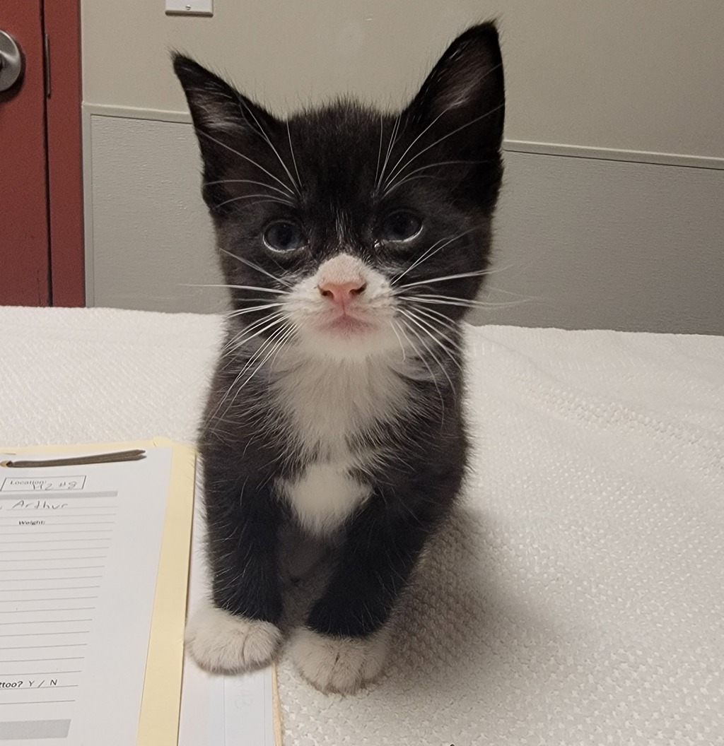 Shelter Stray Male Cat last seen Near 80th Avenue, OAKLAND, CA, 94621, 8323 Baldwin St, Oakland, CA 94621, USA