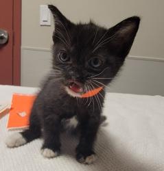 Shelter Stray Female Cat last seen Near 80th Avenue, OAKLAND, CA, 94621, Oakland, CA 94621