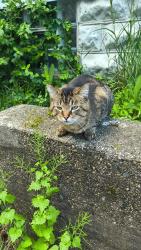 Found/Stray Male Cat last seen Has left my porch , Grand Rapids, MI 49504