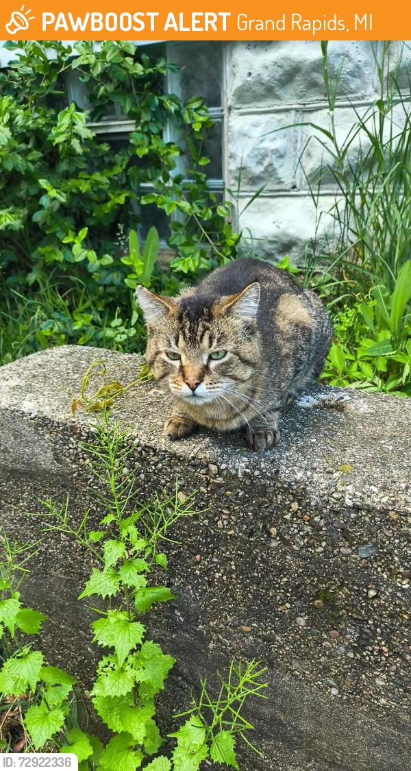 Found/Stray Male Cat last seen Has left my porch , Grand Rapids, MI 49504