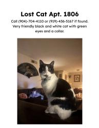 Lost Male Cat last seen Semoran Blvd , Winter Park, FL 32792