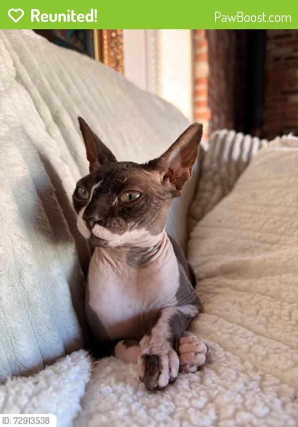 Reunited Female Cat last seen Howe rd, Martinez, CA 94553