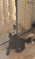 Reunited Female Dog last seen Lorencita dr , Monte verde, Covina, CA 91724