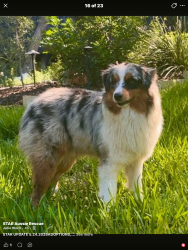 Reunited Male Dog last seen Pecore and Watson, Houston, TX 77009