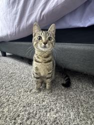 Found/Stray Female Cat last seen South loop area near NRG stadium at the ford dealership, Houston, TX 77025