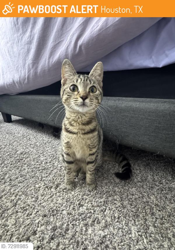 Found/Stray Female Cat last seen South loop area near NRG stadium at the ford dealership, Houston, TX 77025