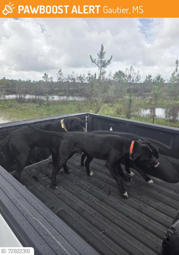 Found/Stray Male Dog last seen Old Fort Bayou Rd., Vancleave, MS, Gautier, MS 39553