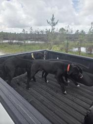 Found/Stray Male Dog last seen Old Fort Bayou Rd., Vancleave, MS, Gautier, MS 39553