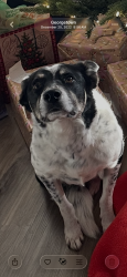 Reunited Male Dog last seen Near Paisley , Houston, TX 77096