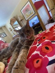 Lost Male Cat last seen Behind ice arena, Urbandale, IA 50322