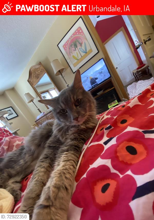 Lost Male Cat last seen Behind ice arena, Urbandale, IA 50322