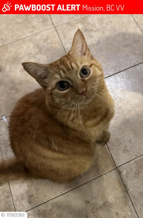Lost Male Cat last seen Brient dr and Lawrence lane , Mission, BC V2V