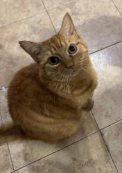 Lost Male Cat last seen Brient dr and Lawrence lane , Mission, BC V2V
