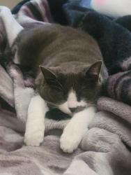 Lost Female Cat last seen Near so and 4100, West Valley City, UT 84118
