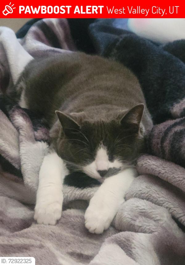 Lost Female Cat last seen Near so and 4100, West Valley City, UT 84118
