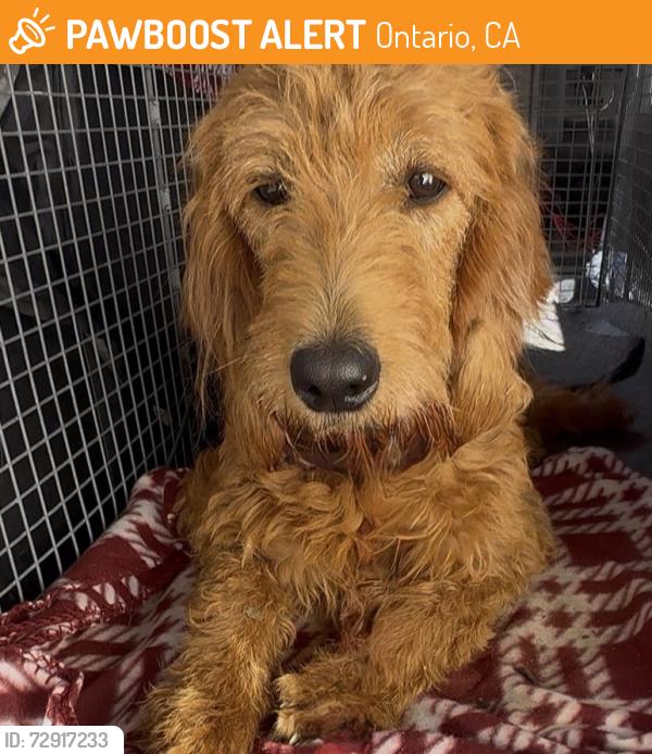Found/Stray Female Dog last seen S cucamonga and state st, Ontario, CA 91761