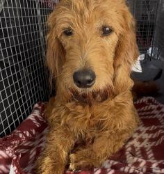 Found/Stray Female Dog last seen S cucamonga and state st, Ontario, CA 91761
