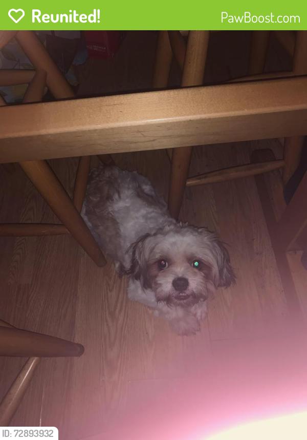 Reunited Male Dog last seen Woodbridge ave, Woodbridge Township, NJ 07095