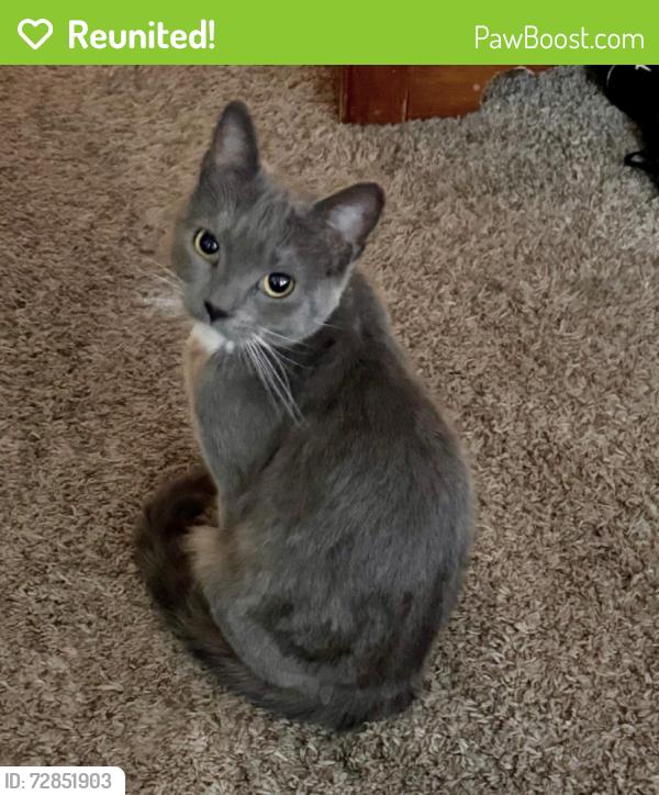 Reunited Female Cat last seen Canyon Rim West Pavilion, Millcreek, UT 84109