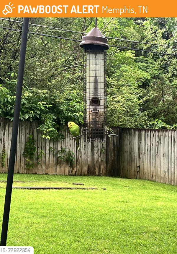 Found/Stray Unknown Bird last seen Across from Leftwich Tennis Center, Memphis, TN 38117