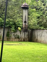 Found/Stray Unknown Bird last seen Across from Leftwich Tennis Center, Memphis, TN 38117