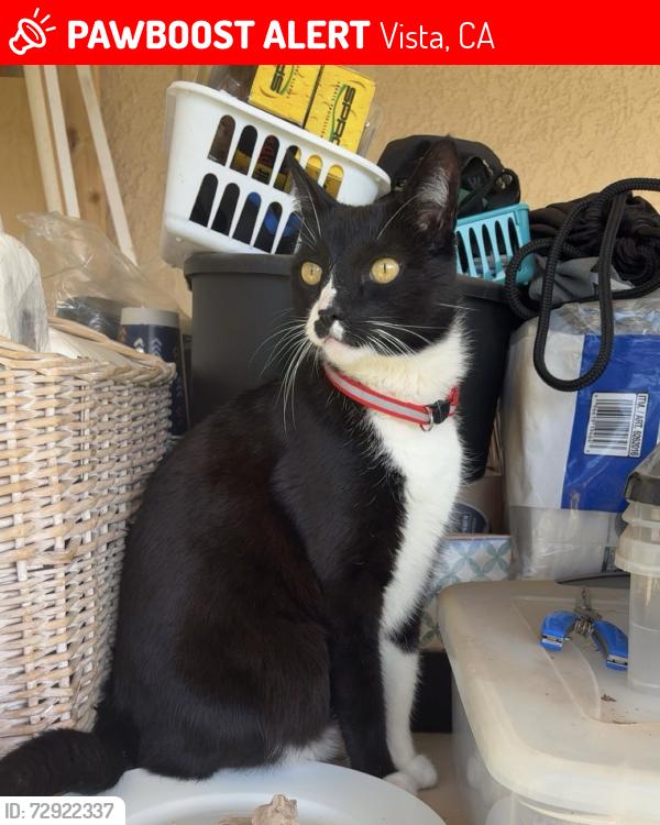 Lost Male Cat last seen Hutchison and Spur, Vista, CA 92084