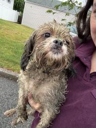 Reunited Male Dog last seen Amboy Ave , Woodbridge Township, NJ 07095
