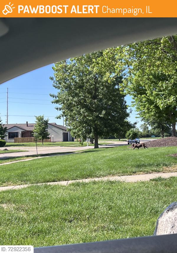 Found/Stray Unknown Dog last seen By Tuscany Ridge apmt complex. Crossed Duncan and headed back into that neighborhood, Champaign, IL 61822
