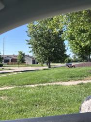 Found/Stray Unknown Dog last seen By Tuscany Ridge apmt complex. Crossed Duncan and headed back into that neighborhood, Champaign, IL 61822