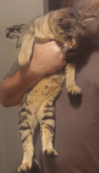 Found/Stray Female Cat last seen Near Econo Lodge on US1 near I95, Ormond Beach, FL 32174
