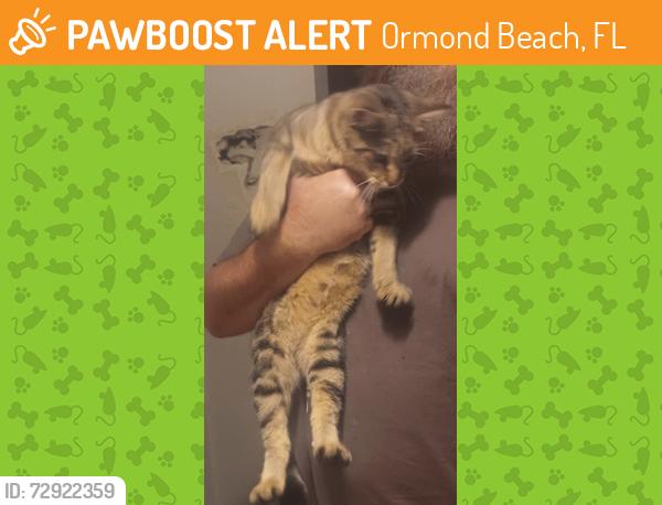 Found/Stray Female Cat last seen Near Econo Lodge on US1 near I95, Ormond Beach, FL 32174