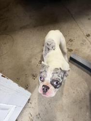 Found/Stray Female Dog last seen Louden ave , Columbus, OH 43204