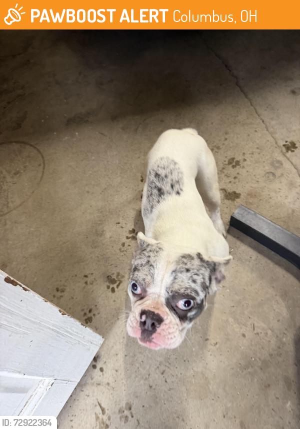 Found/Stray Female Dog last seen Louden ave, Columbus, OH 43204