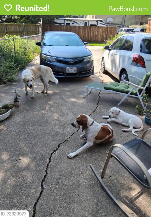 Reunited Male Dog last seen N.E. Dallas, Dallas, TX 75201