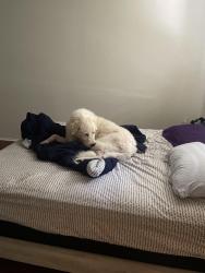 Reunited Male Dog last seen By San Mateo and candelaria and menaul in between , Albuquerque, NM 87110