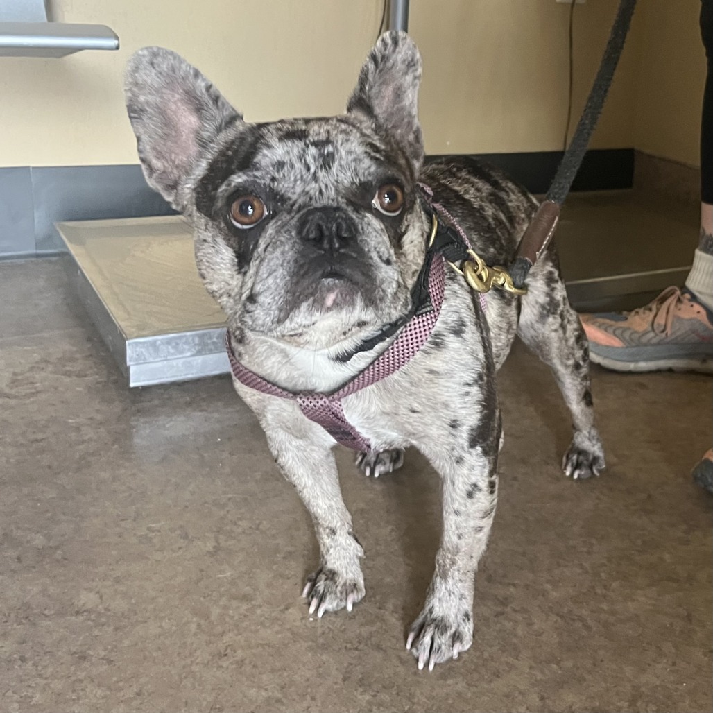 Shelter Stray Female Dog last seen , Palm Springs, CA 92264