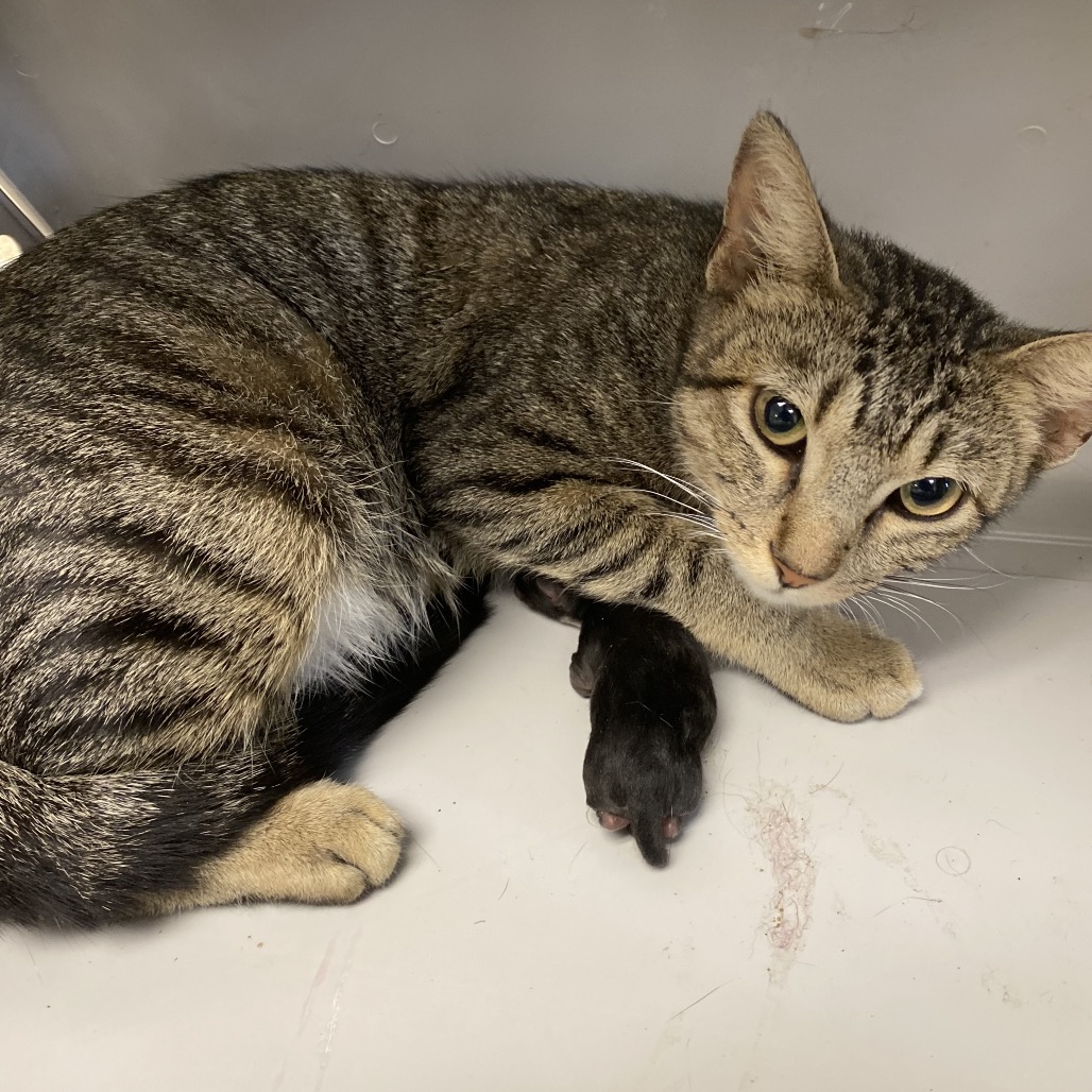 Shelter Stray Female Cat last seen , Memphis, TN 38133
