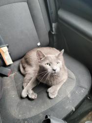 Lost Male Cat last seen S High st and Fornoff Rd., Columbus, OH 43207