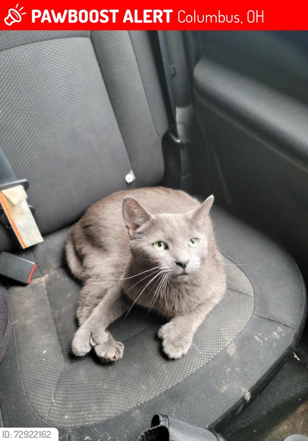 Lost Male Cat last seen S High st and Fornoff Rd., Columbus, OH 43207