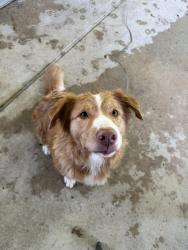 Found/Stray Female Dog last seen Old Hwy K & Little Indian Creek Rd, Prairie Township, MO 63077