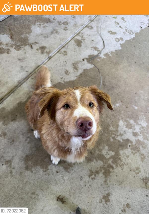 Found/Stray Female Dog last seen Old Hwy K & Little Indian Creek Rd, Prairie Township, MO 63077
