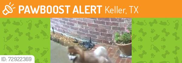 Found/Stray Unknown Dog last seen Neighborhood across from Hidden Lakes Elementary on Preston Dr., Keller, TX 76248
