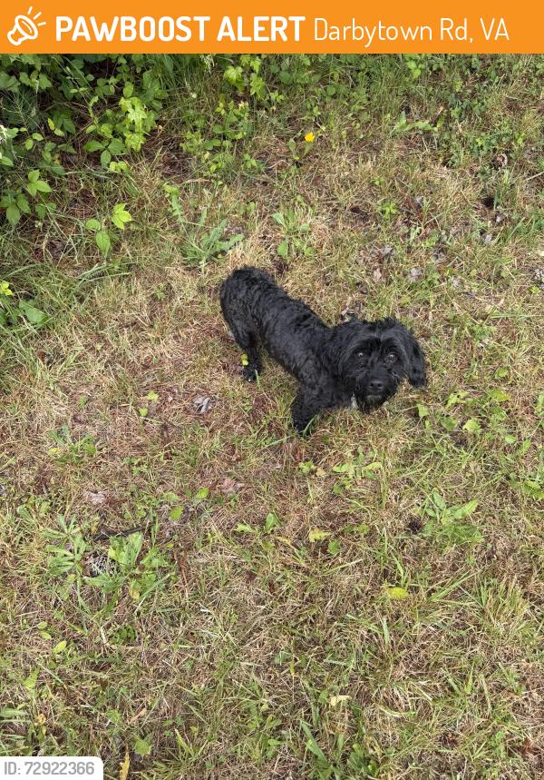 Found/Stray Male Dog last seen Walnut Forest Ct. And Darbytown Rd (Darbytown Meadows), Darbytown Rd, VA 23231