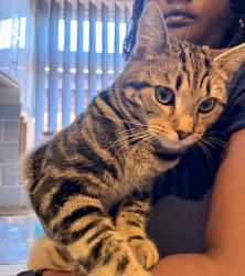 Lost Male Cat last seen Gurdwara Nanaksar, West Midlands, England B66 4JW